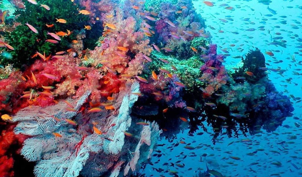 greatbarrierreefanswer1